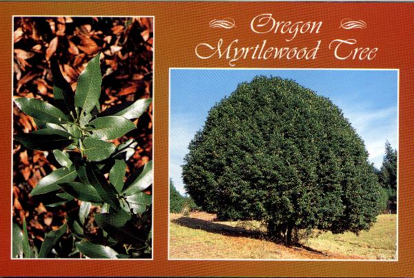 Myrlewood Tree